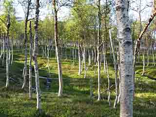 Pleasant hike through a summer grove (Mortenhalsskolten, Norway)