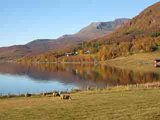 Idyllic autumn pasture (Mortenhals, Norway)