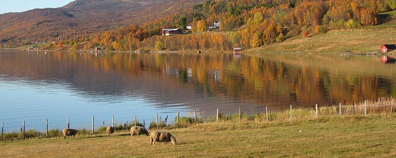 Idyllic autumn pasture (Mortenhals, Norway)