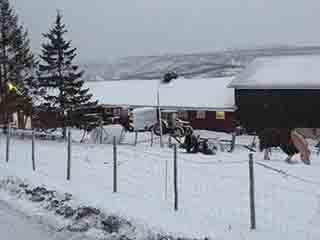 Horse clothed for mid-winter storm (Near Josefvatnet, Norway)