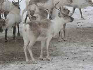 Sámi reindeer poses for the camera (Near Vikran, Norway)