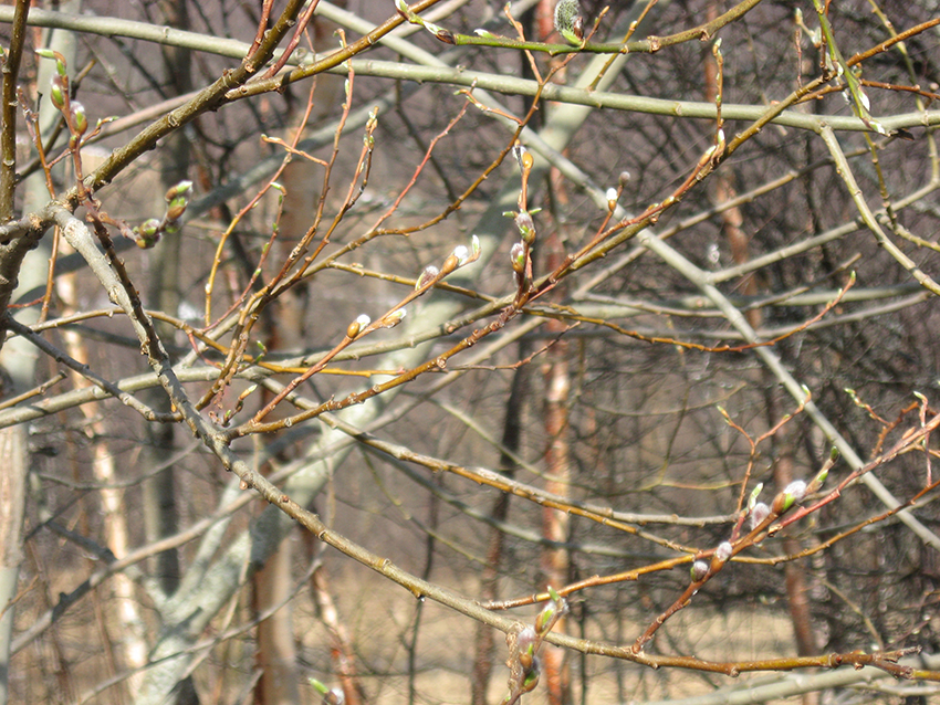 Spring buds at Nordkjosbotn VGS (wide) (Nordkjosbotn, Norway)