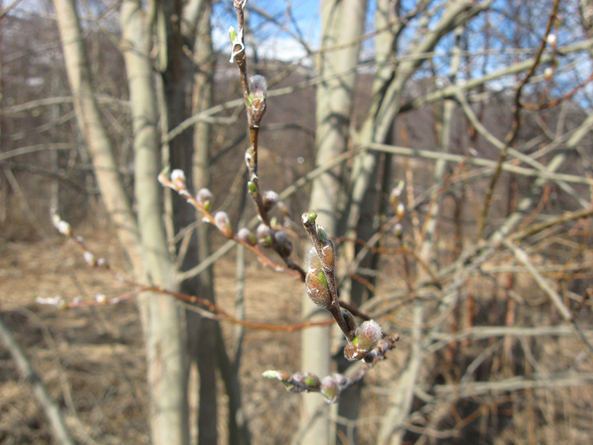 Spring buds at Nordkjosbotn VGS (zoom) (Nordkjosbotn, Norway)