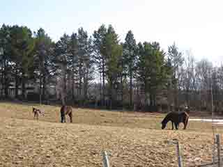 Frisky foal enjoys spring pasture (Nordby, Norway)