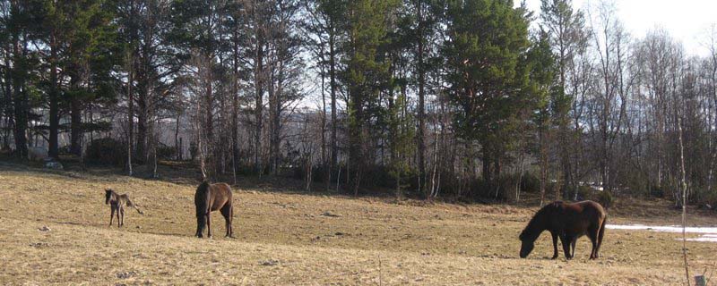 Frisky foal enjoys spring pasture (Nordby, Norway)