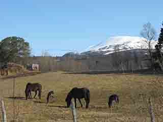 New spring grazing in Northern Norway (Nordby, Norway)