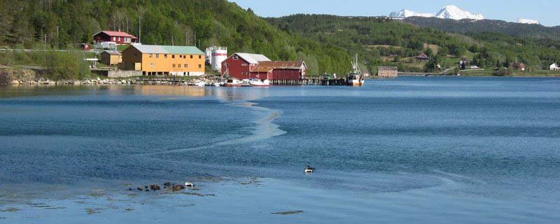 Ducks enjoy scenic bounty (From Mestervik, Norway)