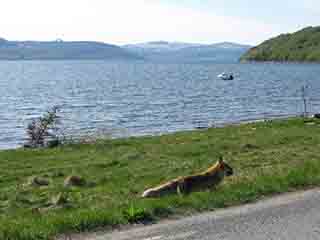 Arctic Fox with carryout (Skutvik, Norway)