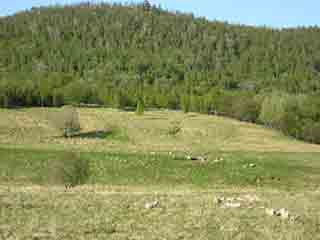 Expansive spring hill pasture (Sand, Norway)