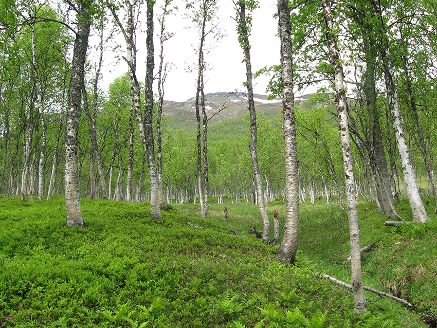 Faded forest in silver and green (Mortenhalsskolten, Norway)