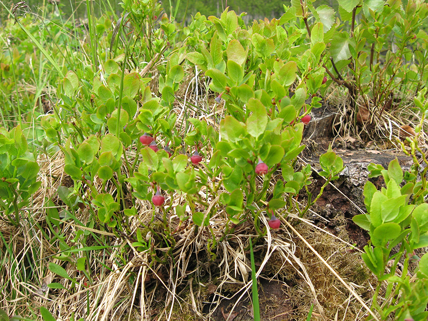 Early blueberries on Mortenhalsskolten (Mortenhalsskolten, Norway)