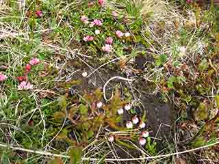 Tiny mountain heather and cranberry buds (Mortenhalsskolten, Norway)