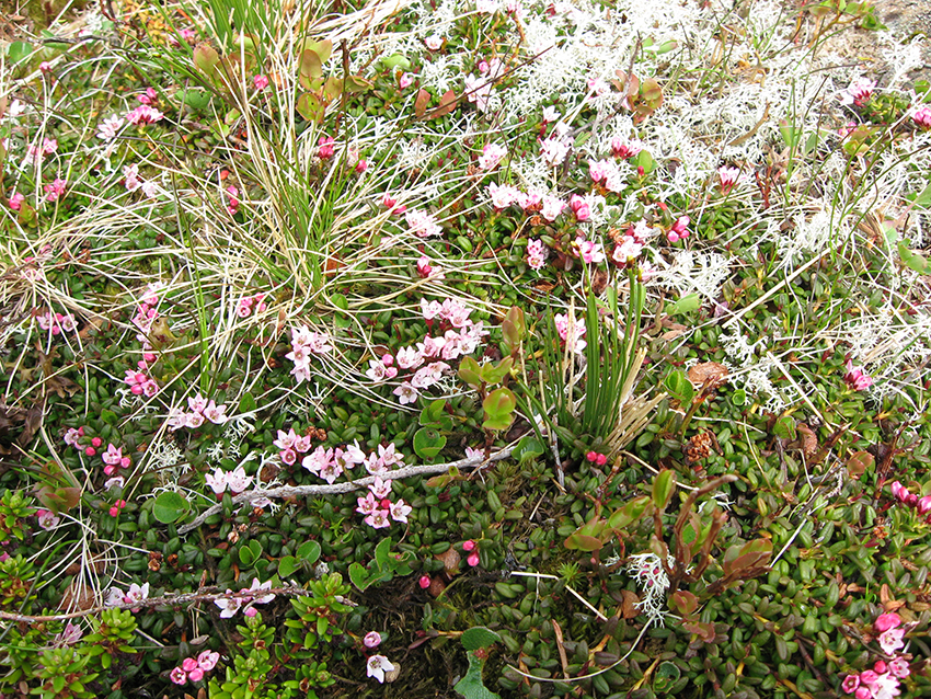 Cranberry and reindeer lichen garden (Mortenhalsskolten, Norway)