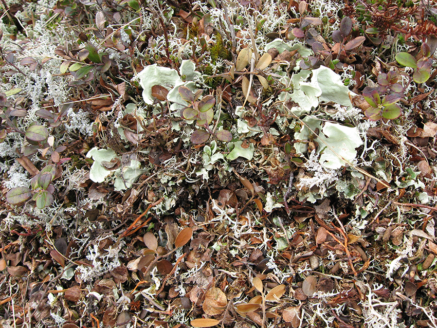 Lichen garden 1 (Mortenhalsskolten, Norway)
