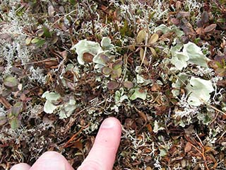 Lichen garden 1 (with finger for size comparison) (Mortenhalsskolten, Norway)