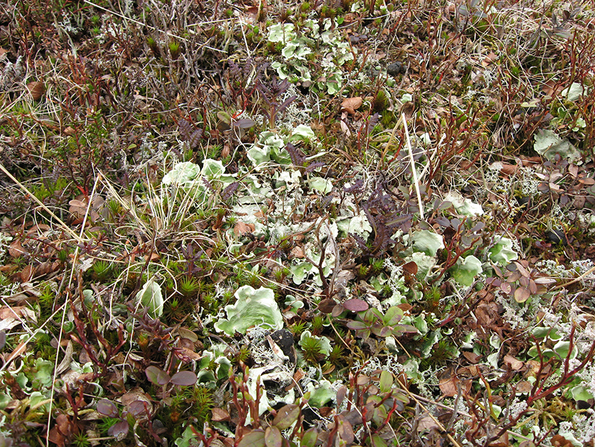 Lichen garden 2 (Mortenhalsskolten, Norway)