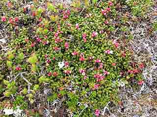Budding mountain cranberry micro-copse (Mortenhalsskolten, Norway)