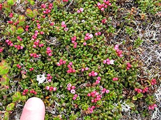 Budding mountain cranberry micro-copse (with finger for size comparison) (Mortenhalsskolten, Norway)