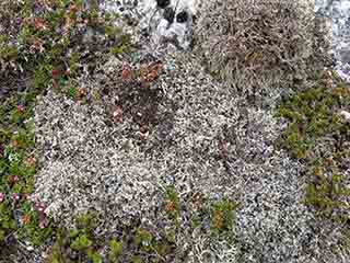 Reindeer lichen and cranberry wreath (Mortenhalsskolten, Norway)