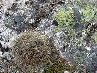 Moss and lichen medley (Mortenhalsskolten, Norway)