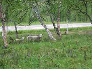 Sweet lamb and ewe (Mortenhalsskolten, Norway)