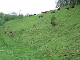 Even cows hike in Norway (Near Andslimoen, Norway)