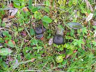 Tiny black mushrooms (Sandnesdalen, Norway)