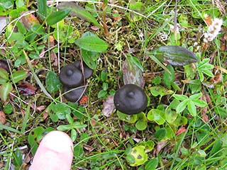 Tiny black mushrooms (with finger for size comparison) (Sandnesdalen, Norway)