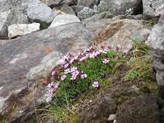 Tiny purple flowers (Sandnesdalen, Norway)