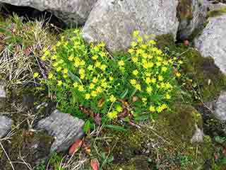 Tiny yellow wildflower bouquet (Sandnesdalen, Norway)