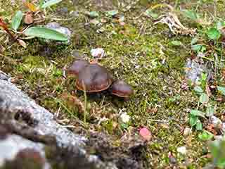 Tiny brown mushroom trio (Sandnesdalen, Norway)