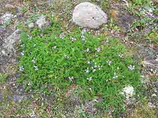 Tiny blue-purple flowers in green (Sandnesdalen, Norway)