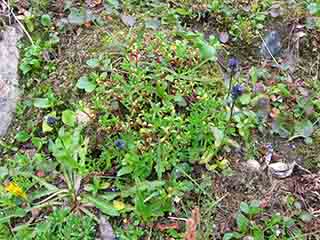 Blue flowers and red stems rising (Sandnesdalen, Norway)