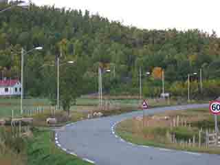 Sheep take to road at sheep crossing 1 (Sand, Norway)