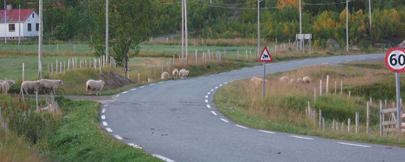 Sheep take to road at sheep crossing 1 (Sand, Norway)