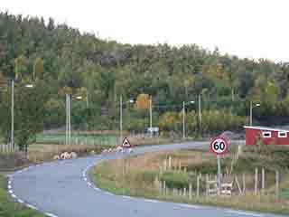 Sheep take to road at sheep crossing 2 (Sand, Norway)