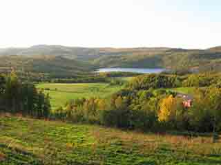 Cow paradise near Litjevatnet (wide) (Near Litjevatnet, Norway)