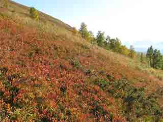 Blueberry fields forever (Kvannfjell, Norway)