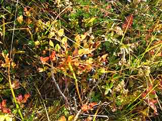 Ripe blueberry gold in autumn sun (Kvannfjell, Norway)