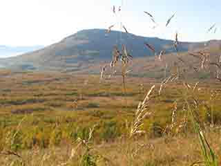 Mortenhalsskolten through autumn grass (From Kvannfjellet, Norway)