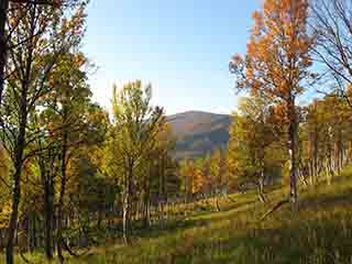 Autumn trees reach up to their Maker (Kvannfjellet, Norway)