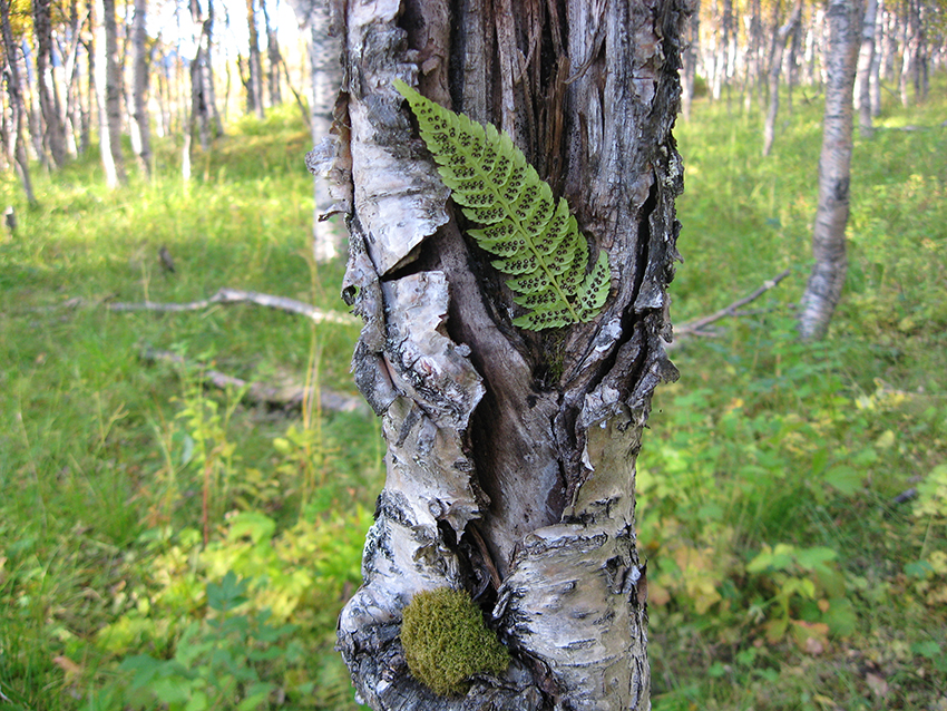 Black-sporangia fern at home in birch (Kvannfjell, Norway)