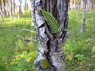 Black-sporangia fern at home in birch (Kvannfjell, Norway)