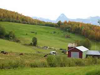 Cow heaven among the mountains (Near Josefvatnet, Norway)