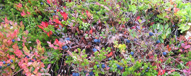 Ripe blueberry-crowberry salad (Vassbruna, Norway)