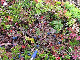 Ripe blueberry-crowberry salad (with pen for size comparison) (Vassbruna, Norway)