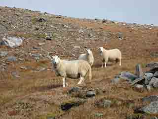 Sheep hike 700m up for autumn pasture (Vassbruna range, Norway)