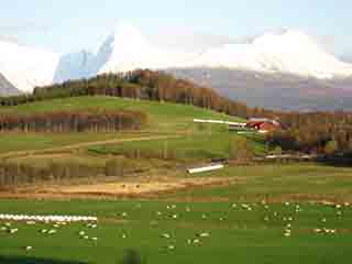 Piggtinden watches over sheep paradise (Near Josefvatnet, Norway)