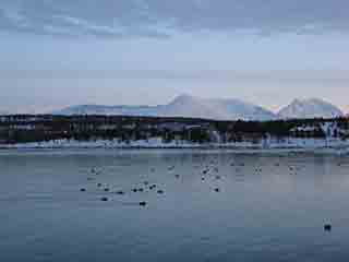 Ducks repose under Polar Night blue (From Vikran-Larseng ferry, Norway)