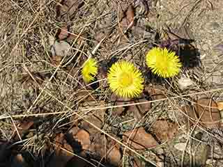 First hestehov (coltsfoot) of 2009 (Sand, Norway)